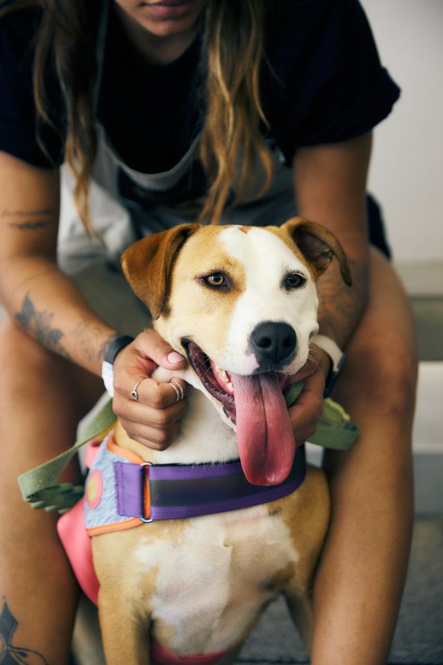 Adoção responsável em evento da Zee.Dog com apoio do Dubdogz e DropDaily